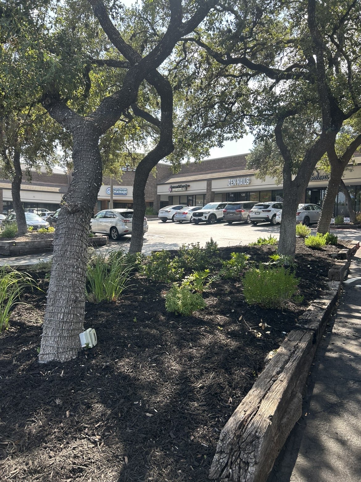 Mulched parking island with live oaks and new shrubs at a shopping center.